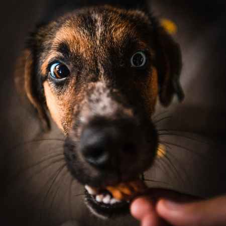 close up photo of dog s face